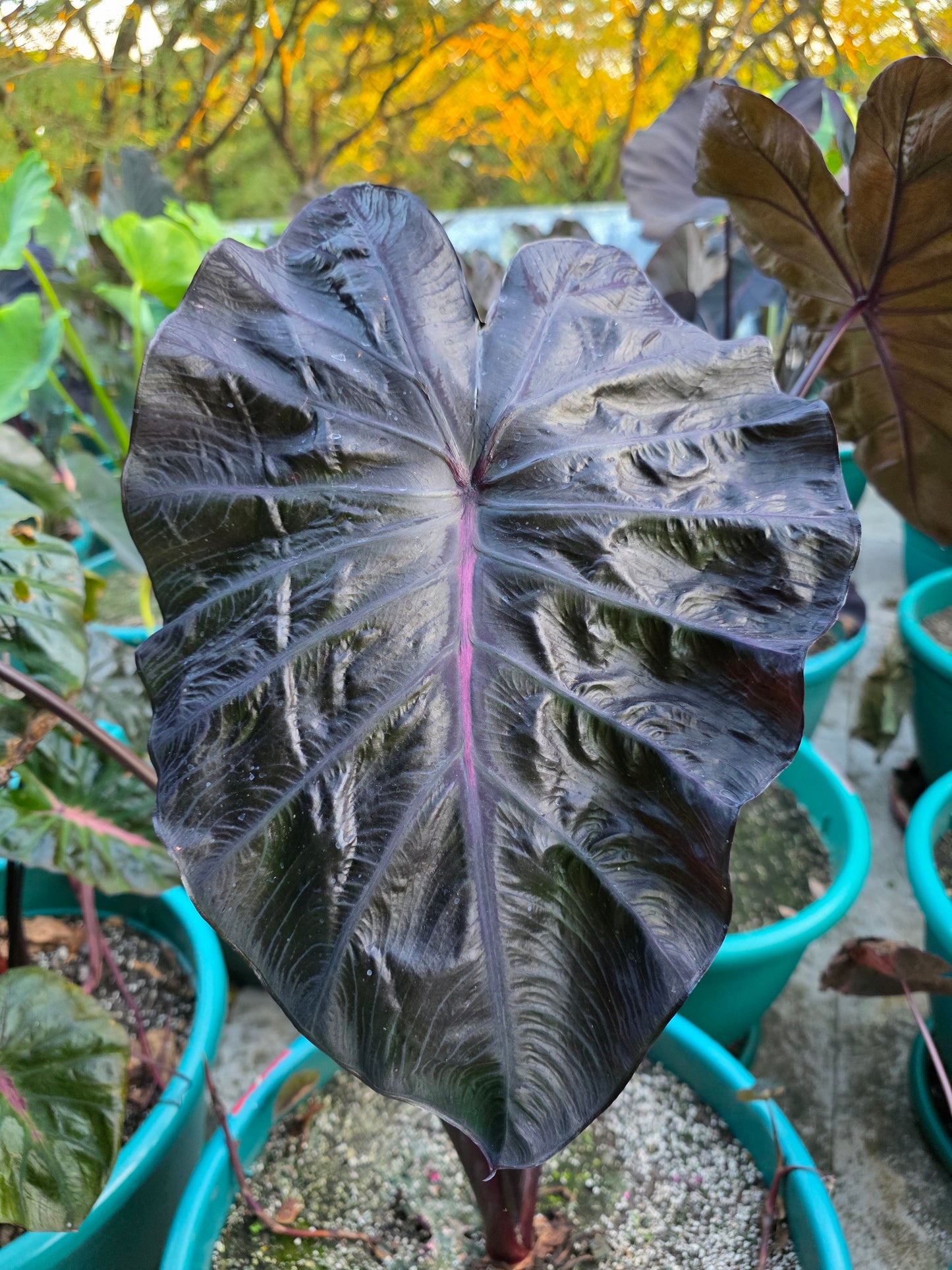 COLOCASIA BURGUNDY