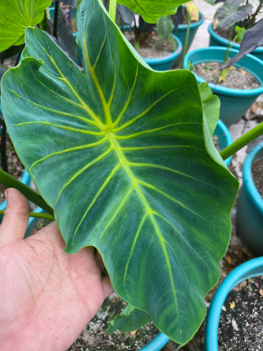 COLOCASIA YELLOW RIVER