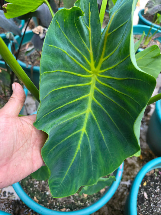 COLOCASIA YELLOW RIVER