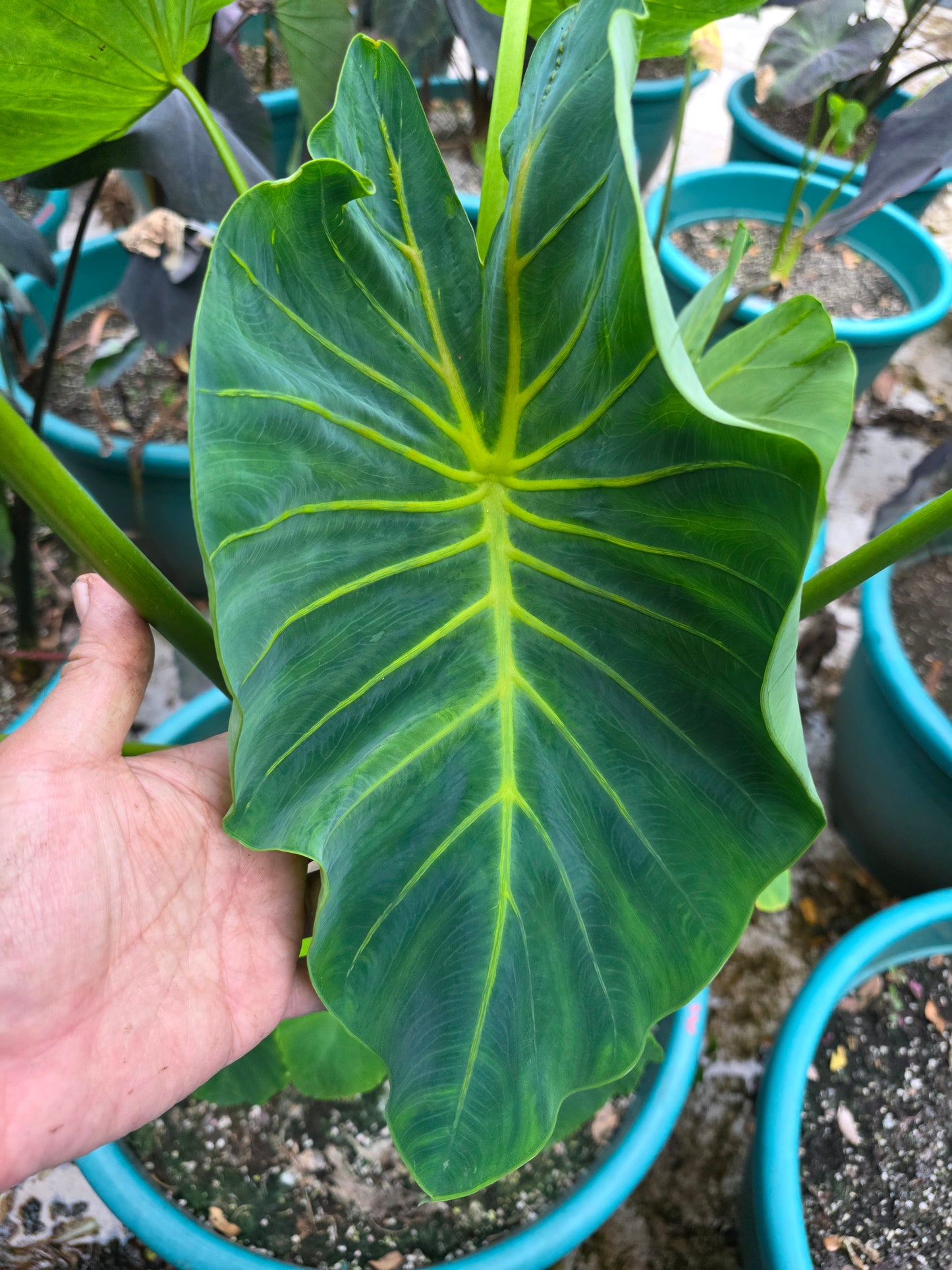 COLOCASIA YELLOW RIVER