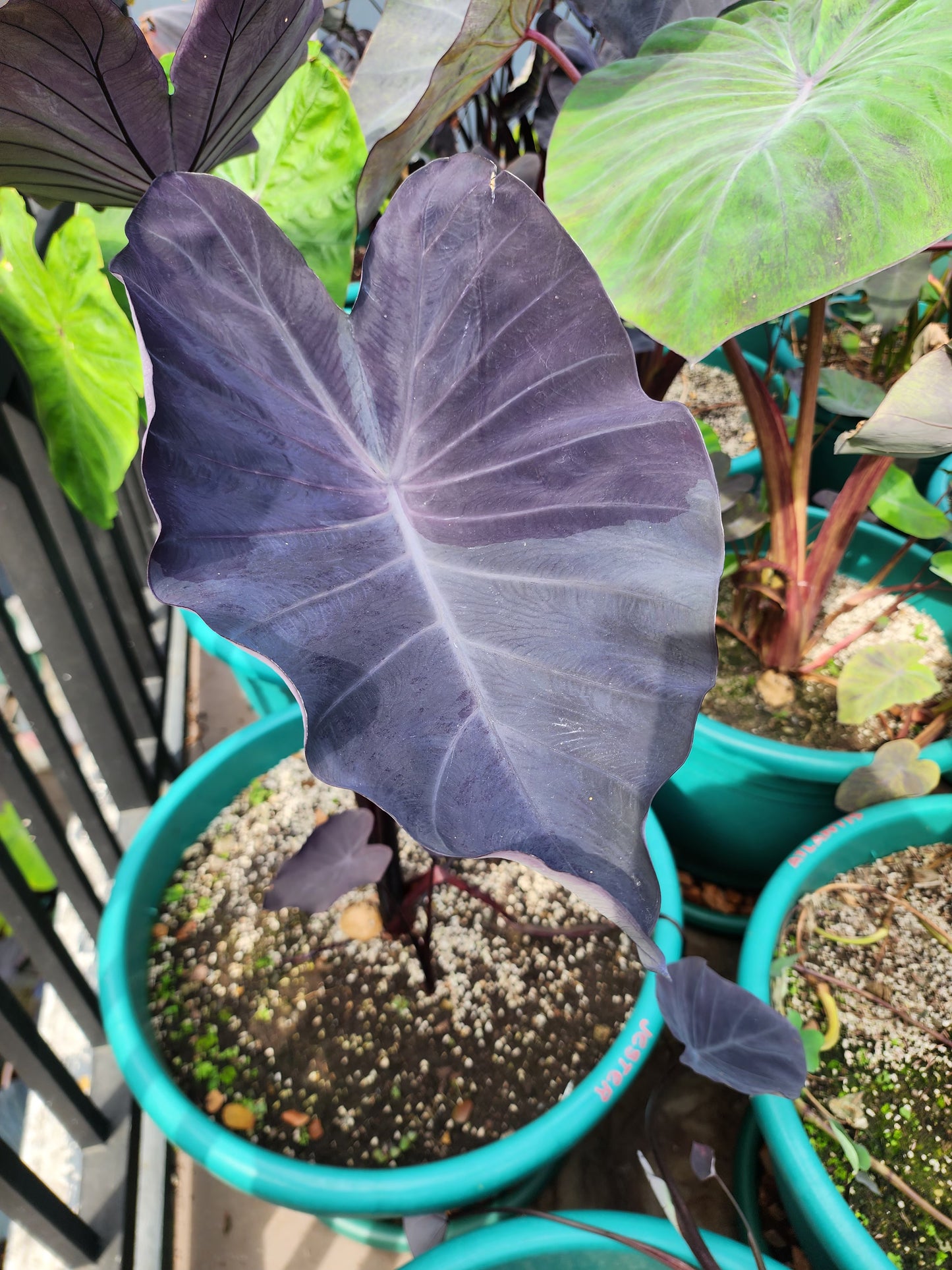 COLOCASIA JESTER