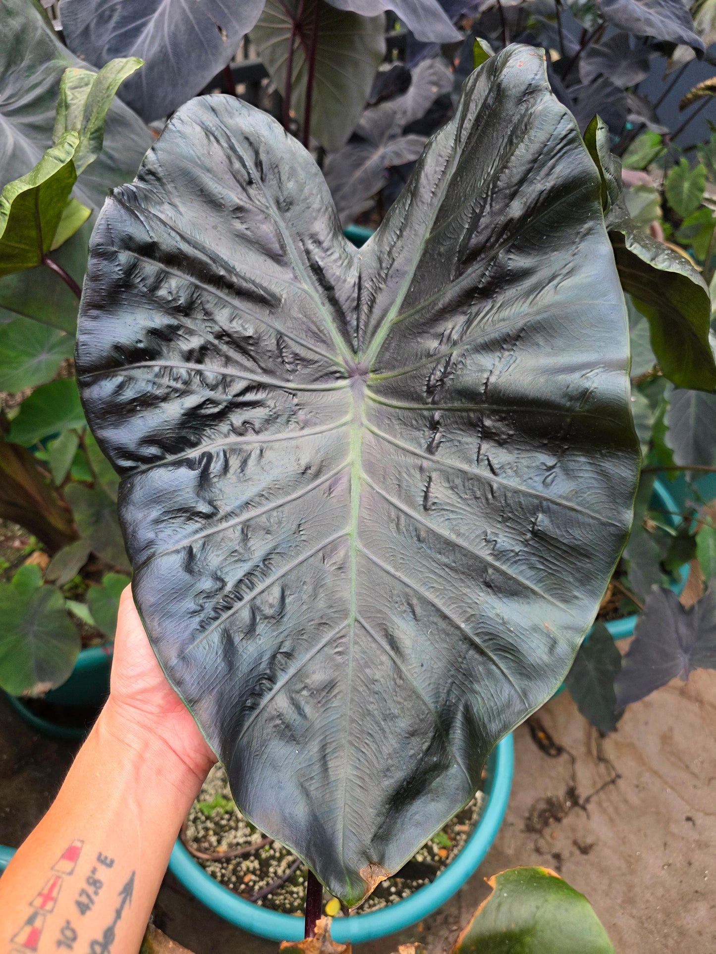 COLOCASIA ARGON