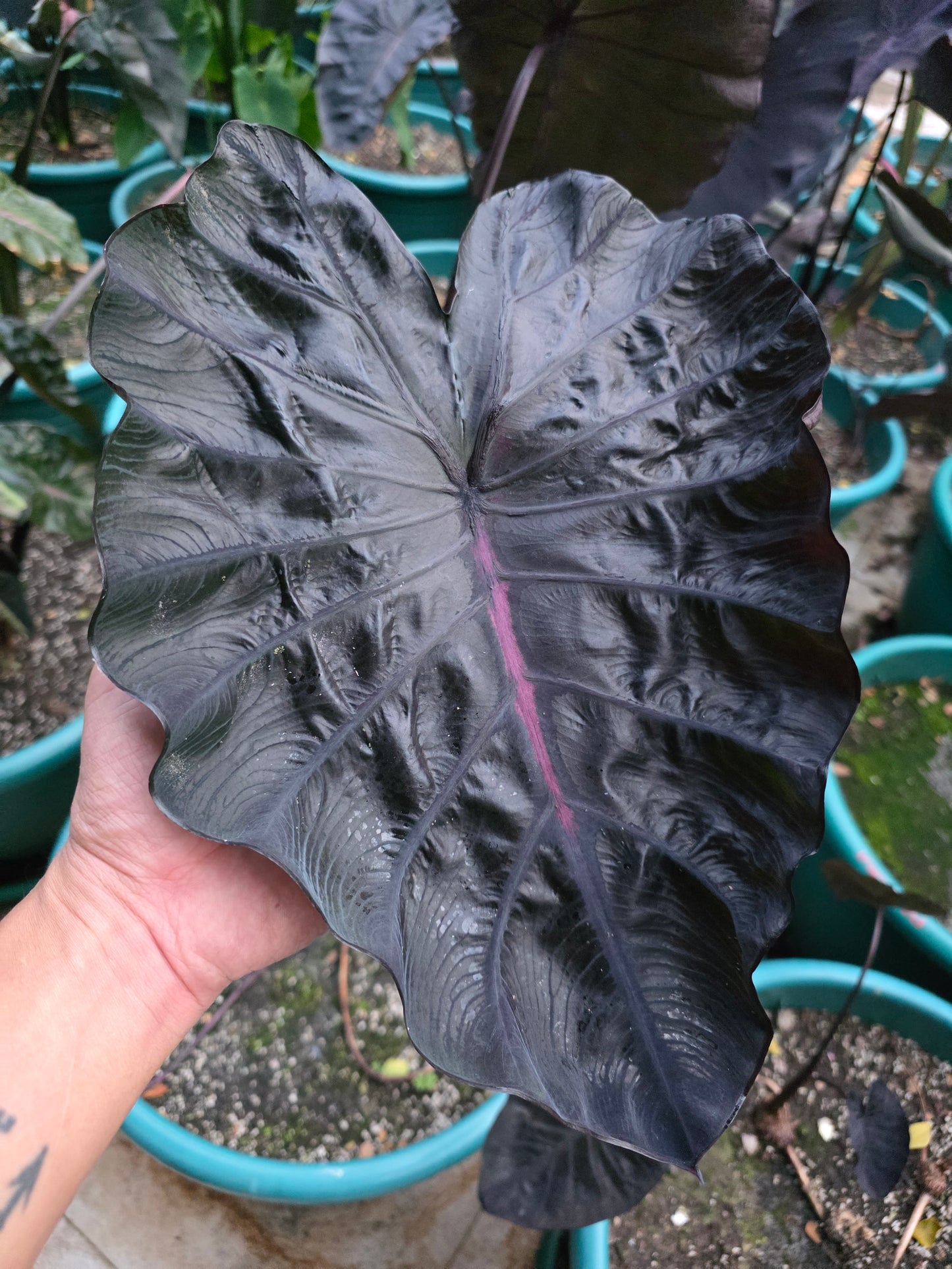 COLOCASIA BURGUNDY