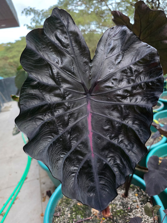COLOCASIA BURGUNDY