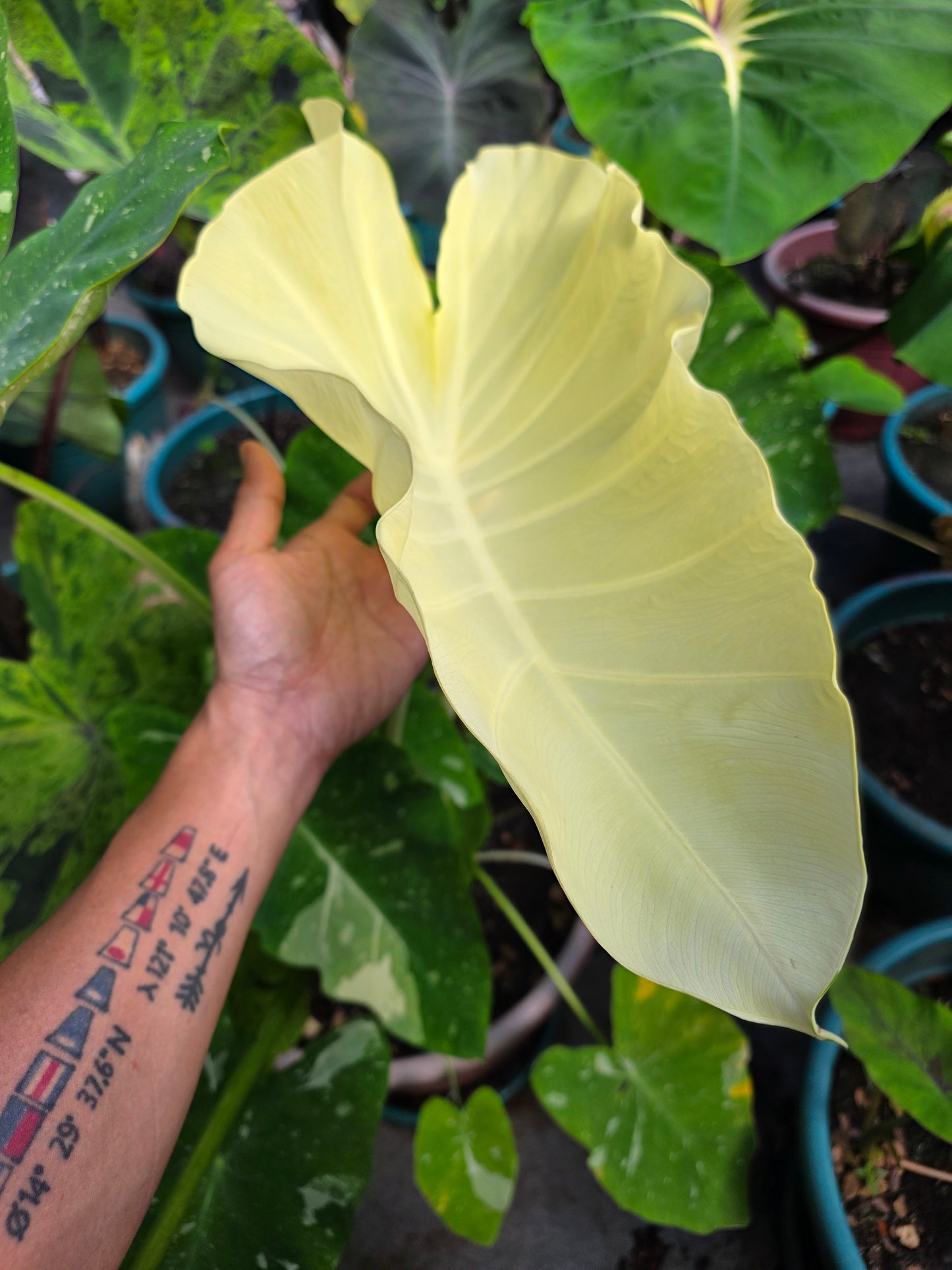 COLOCASIA MILKY WAY