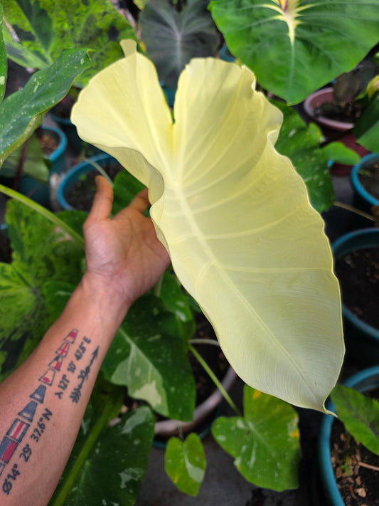 COLOCASIA MILKY WAY