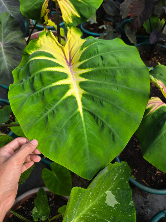 COLOCASIA MAMMA MIA