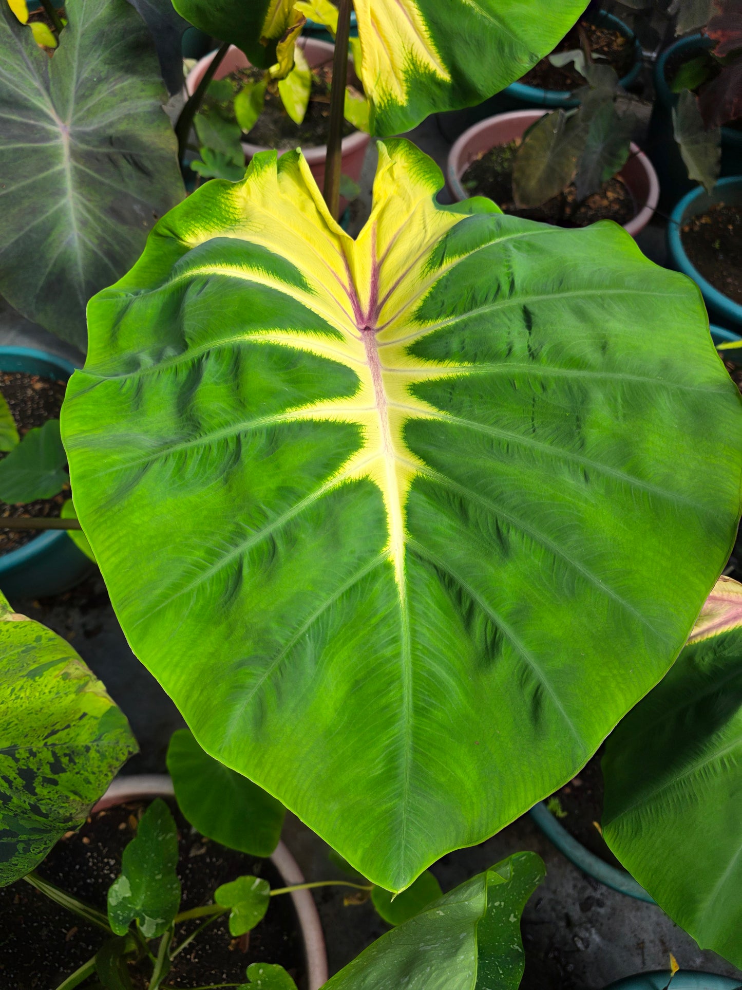 COLOCASIA MAMMA MIA