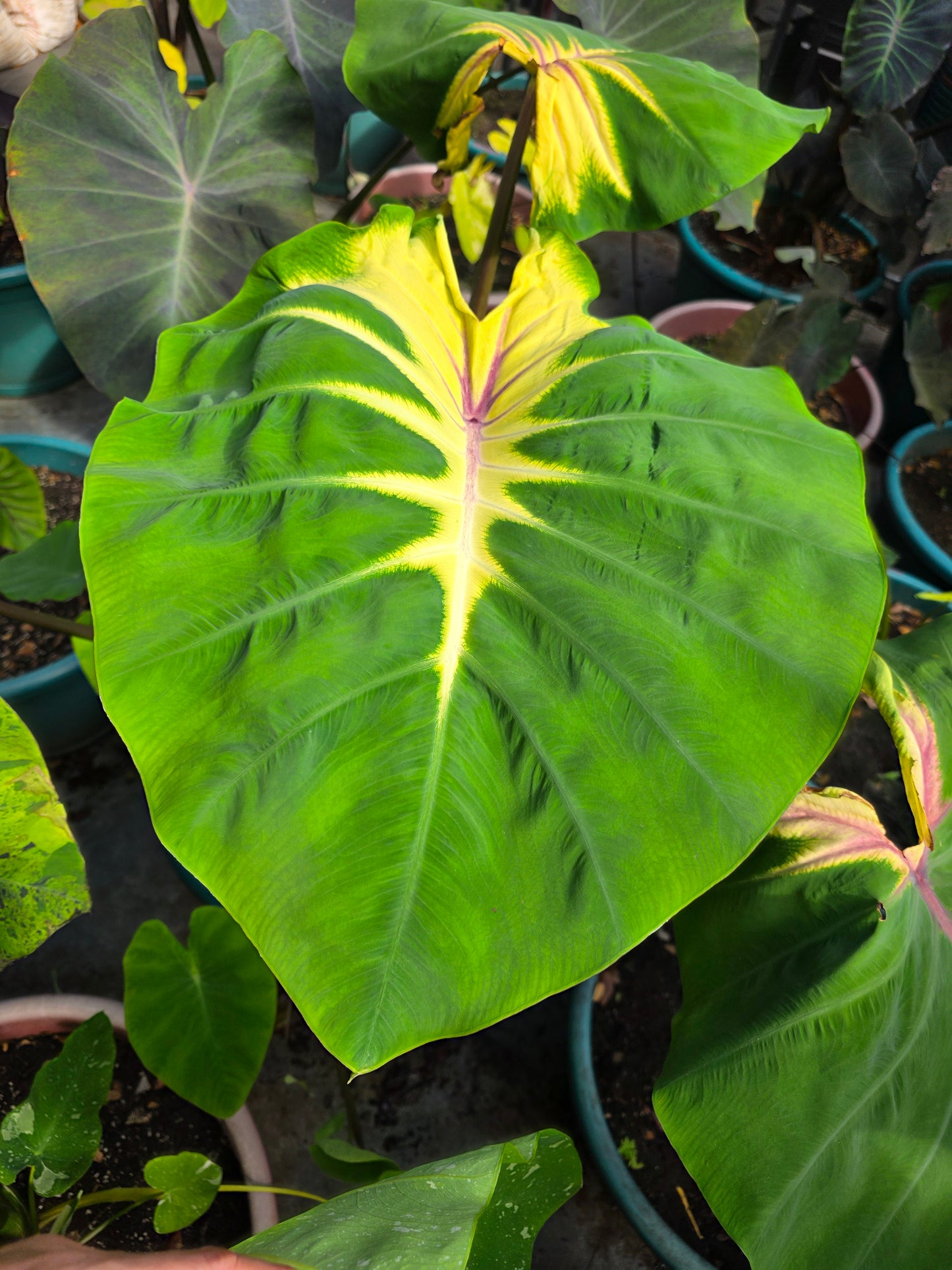 COLOCASIA MAMMA MIA