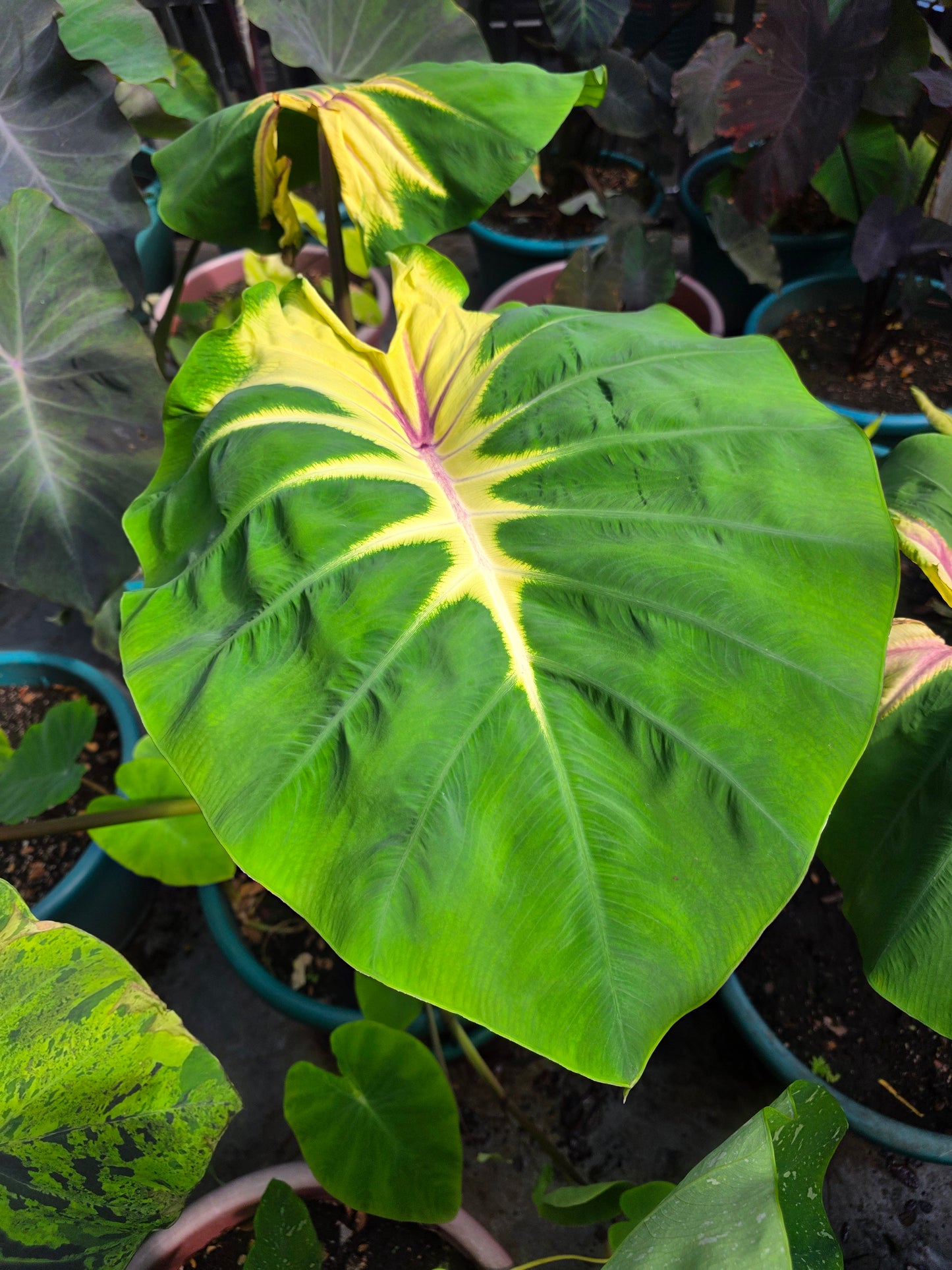 COLOCASIA MAMMA MIA