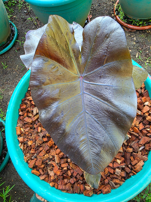 COLOCASIA MIDAS