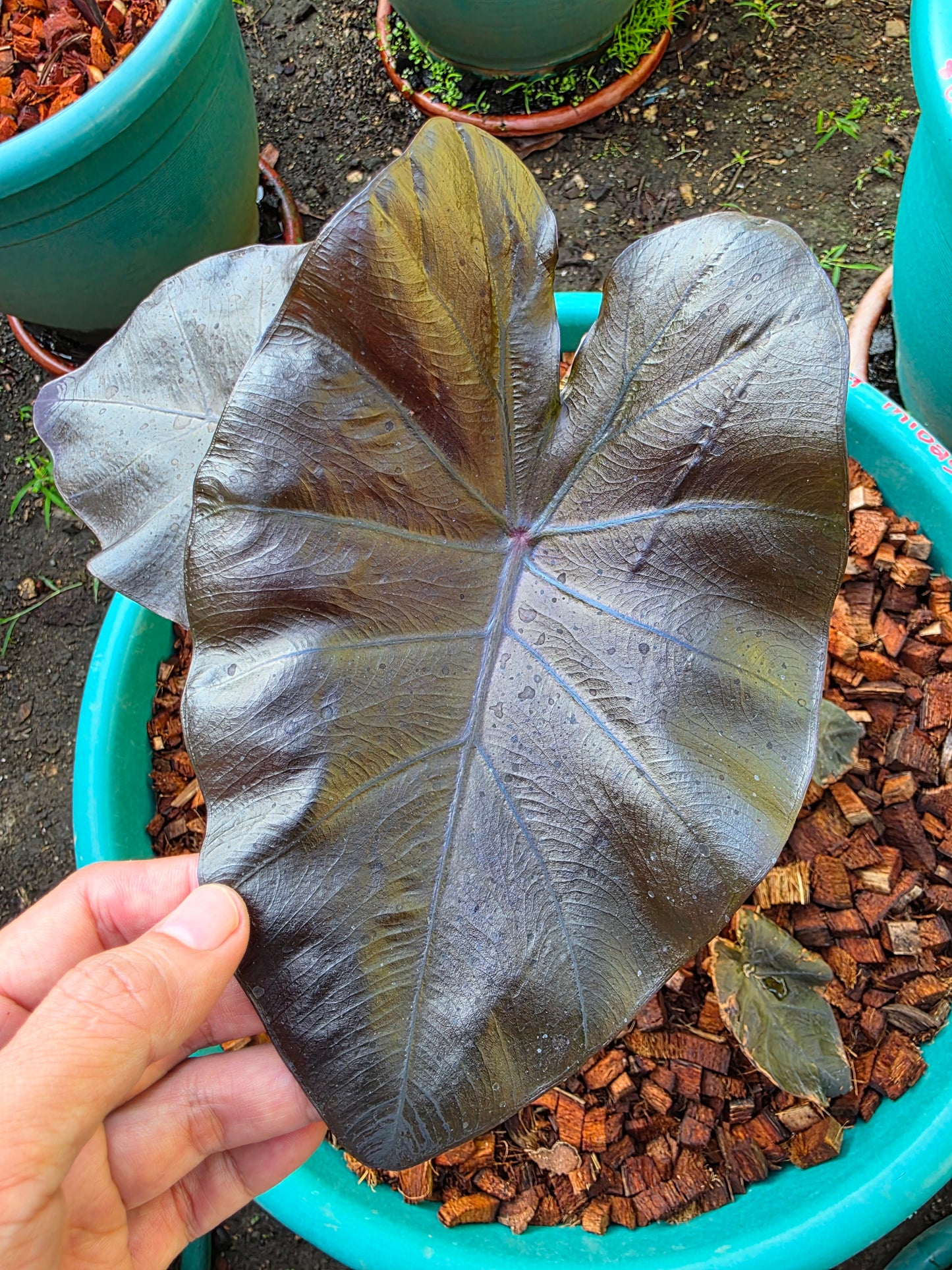COLOCASIA MIDAS