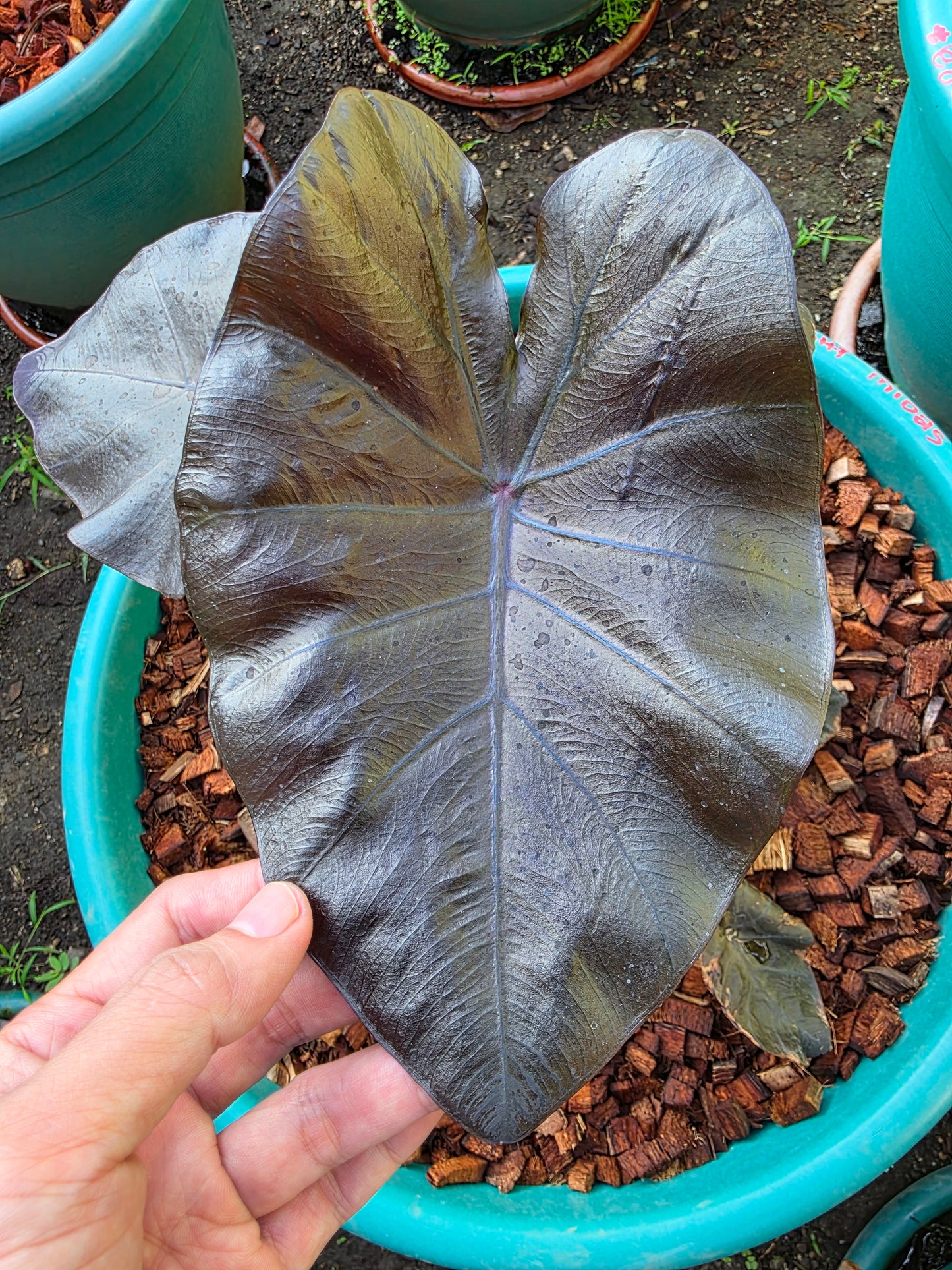 COLOCASIA MIDAS