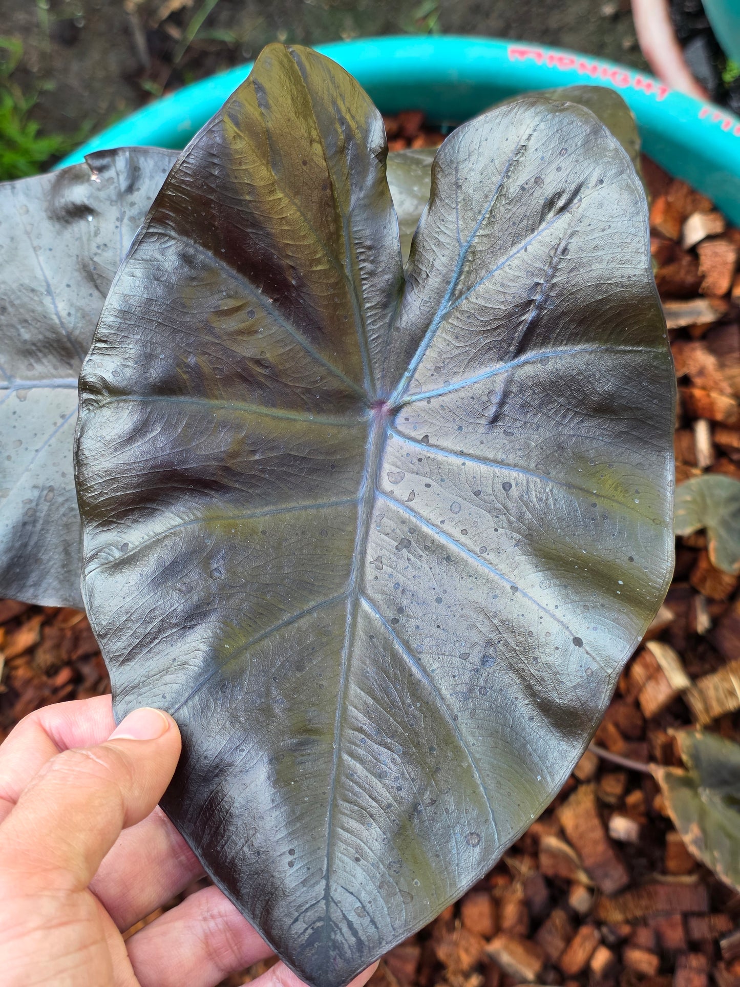COLOCASIA MIDAS