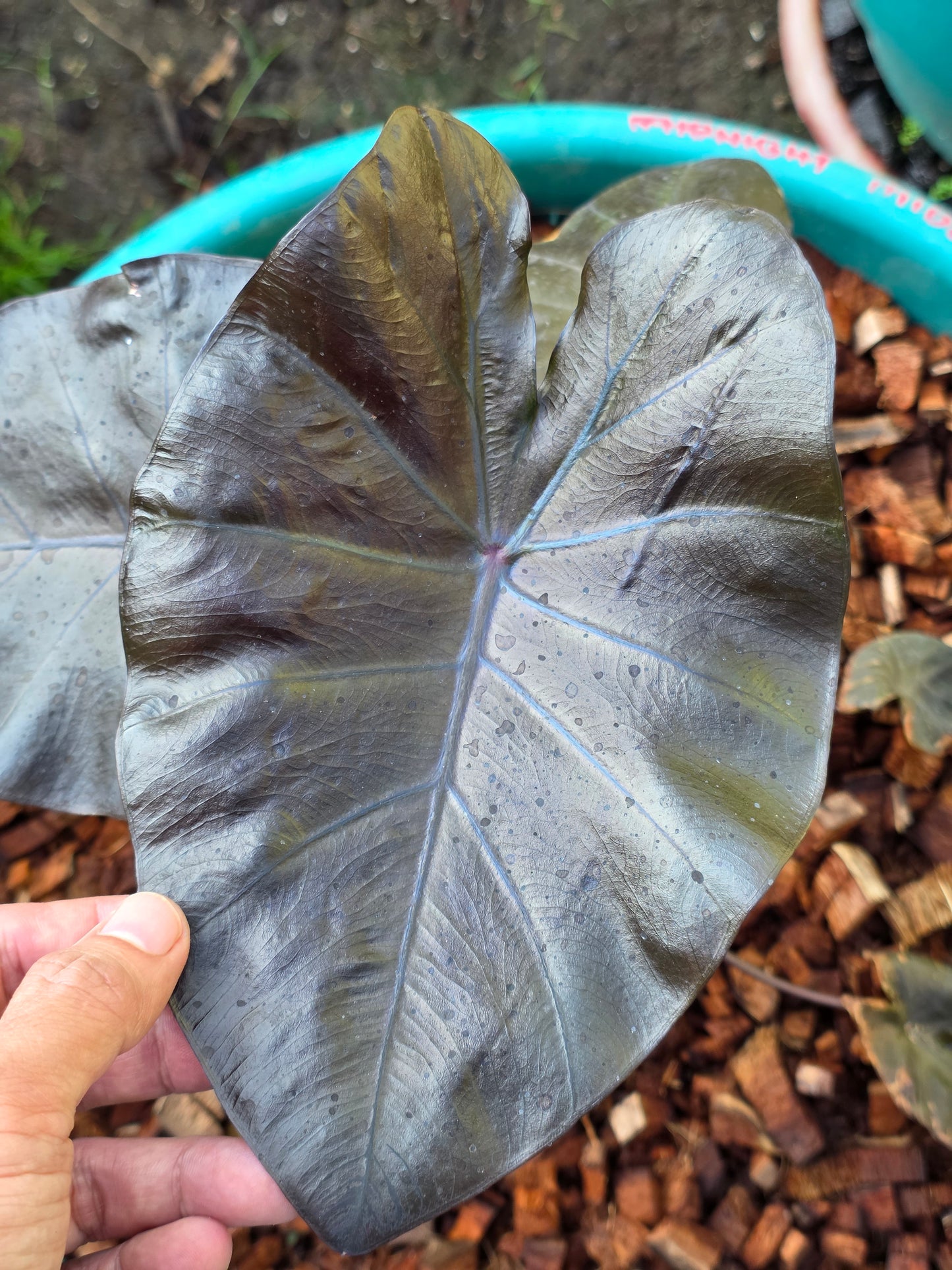 COLOCASIA MIDAS