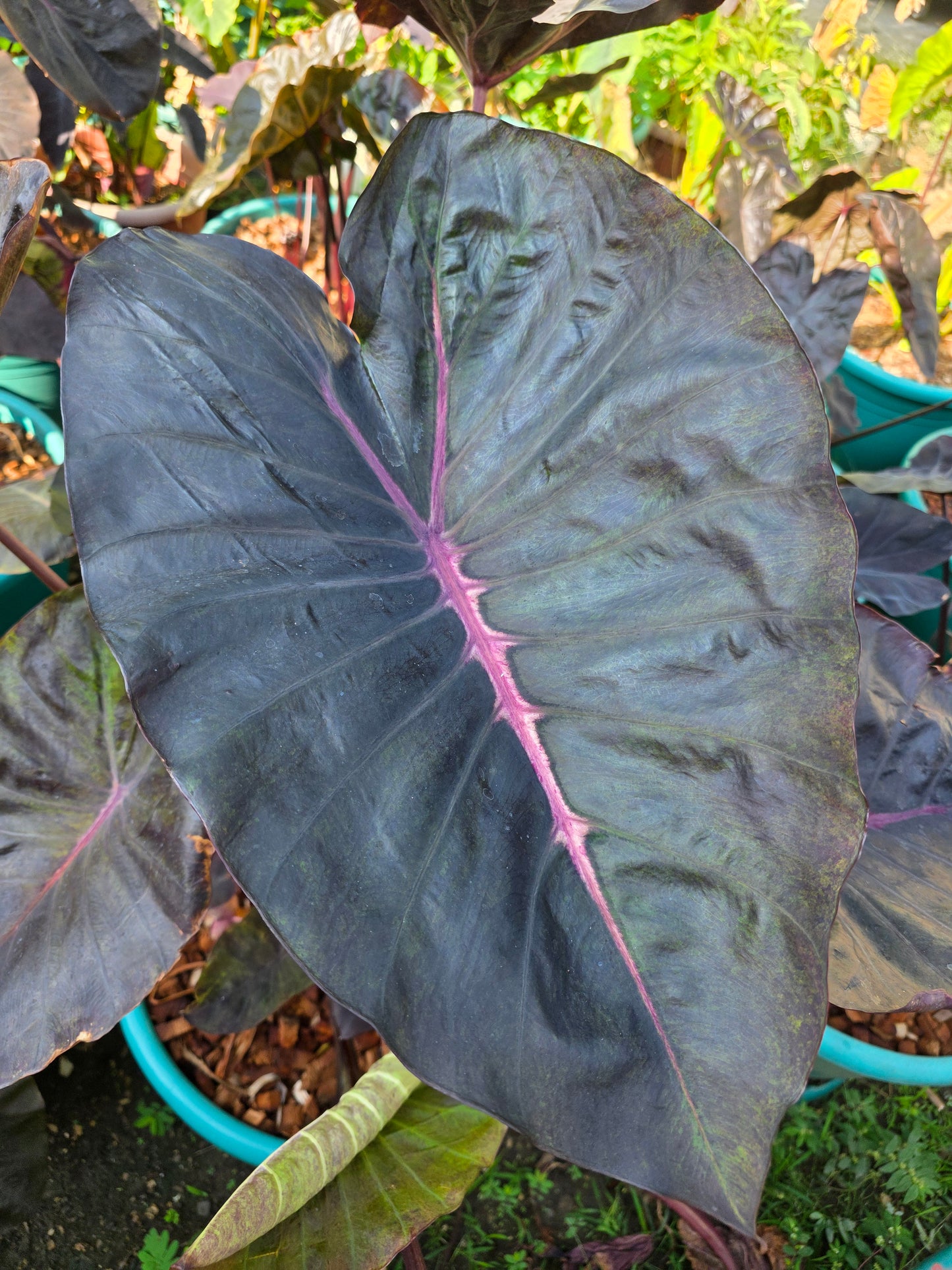 COLOCASIA PANDORA