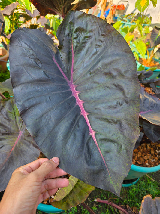 COLOCASIA PANDORA