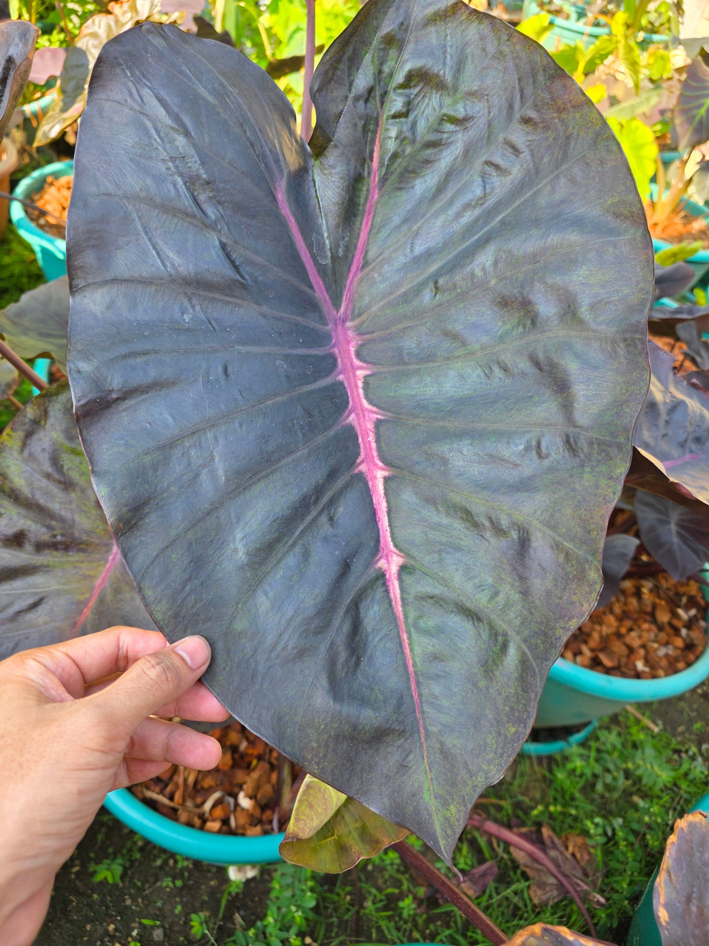 COLOCASIA PANDORA