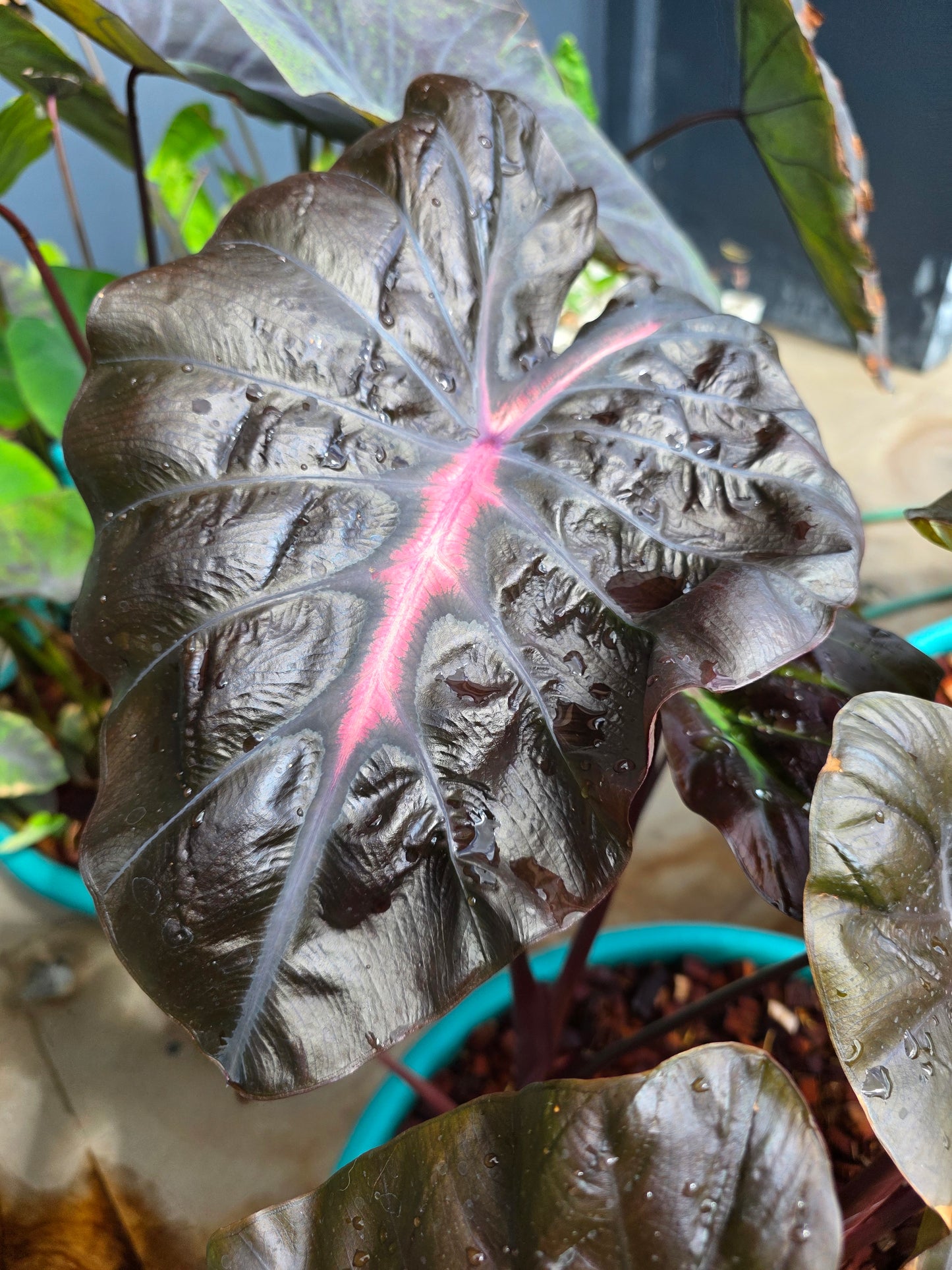 COLOCASIA TREASURE