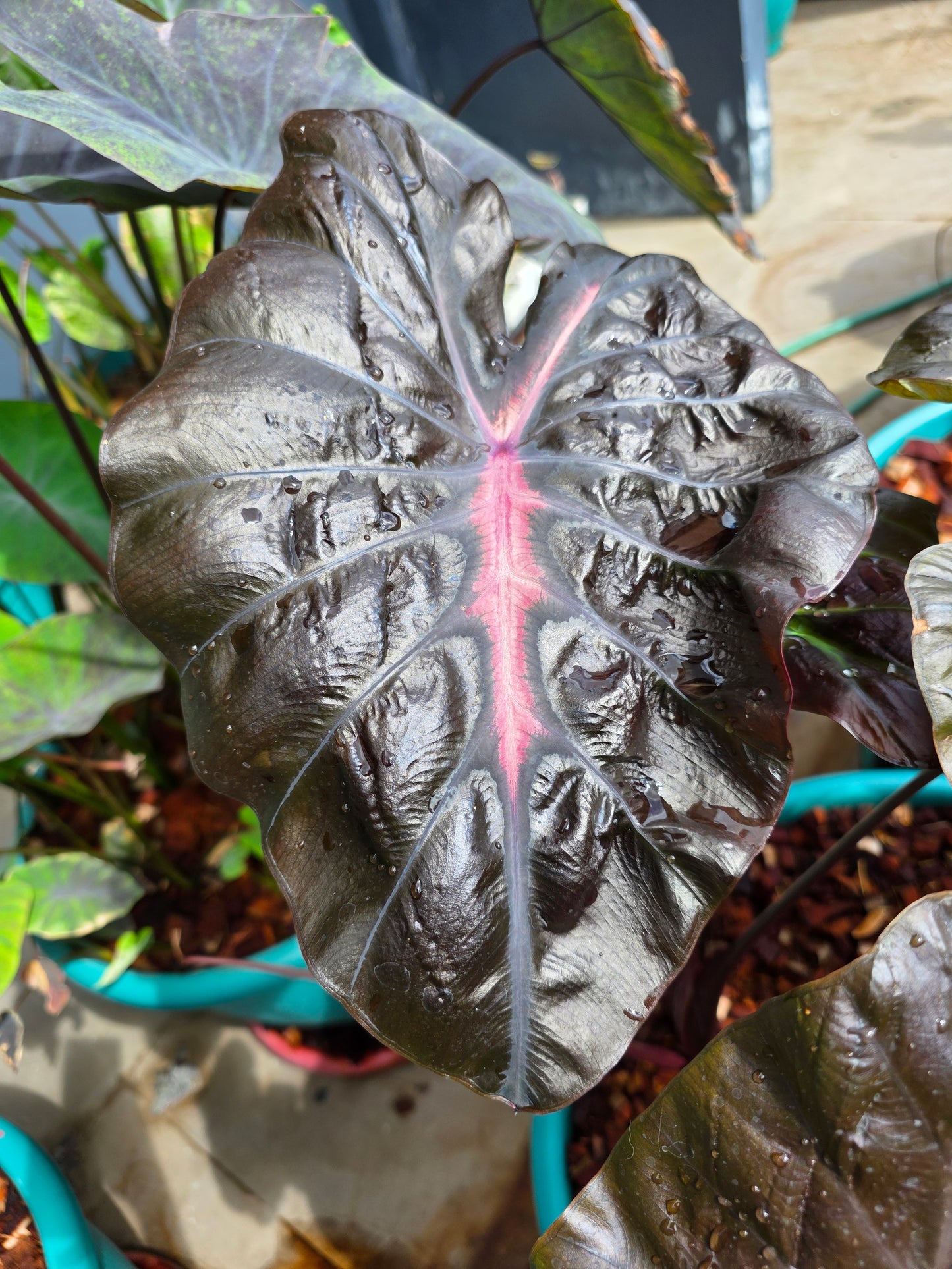 COLOCASIA TREASURE
