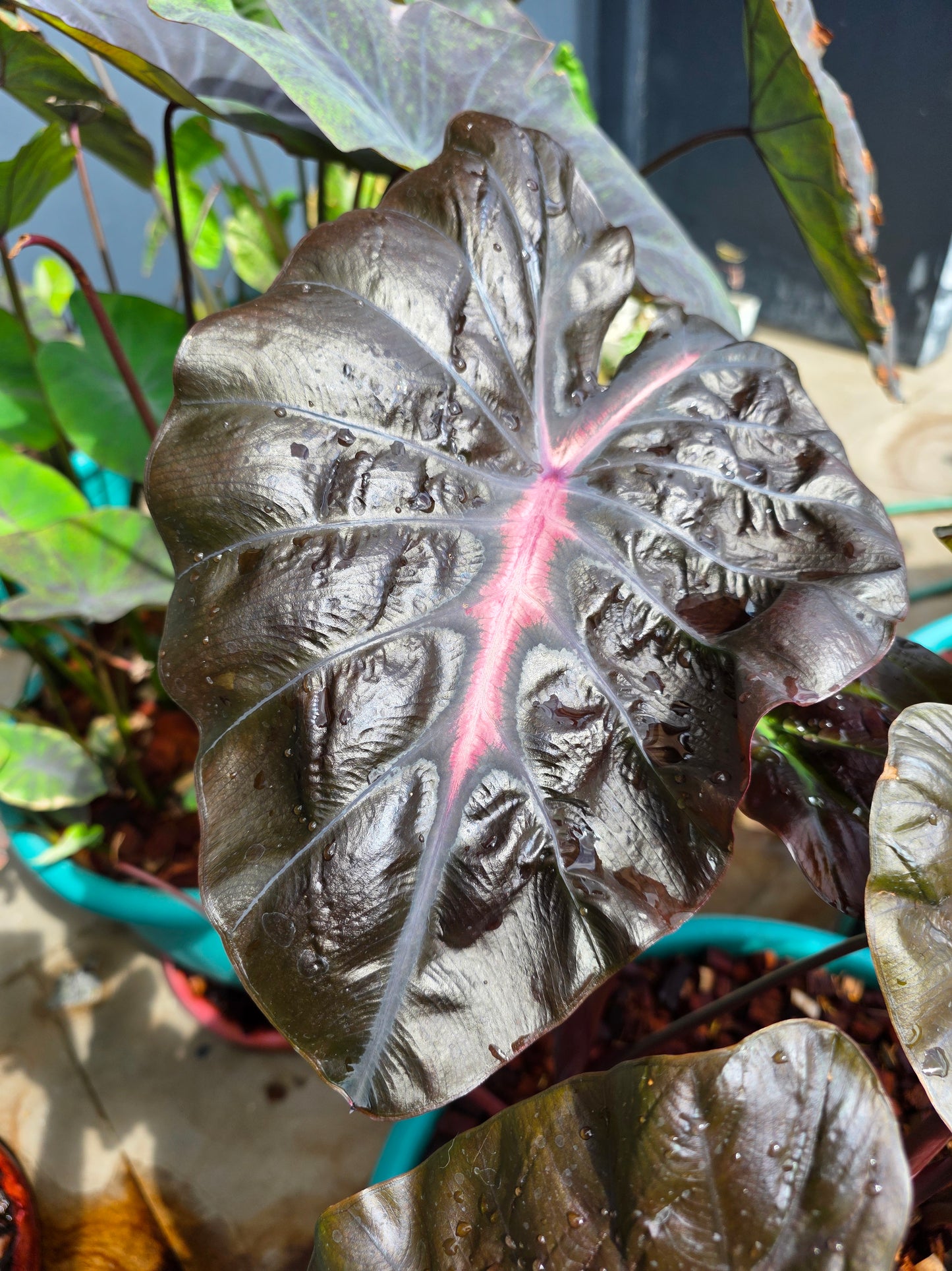 COLOCASIA TREASURE