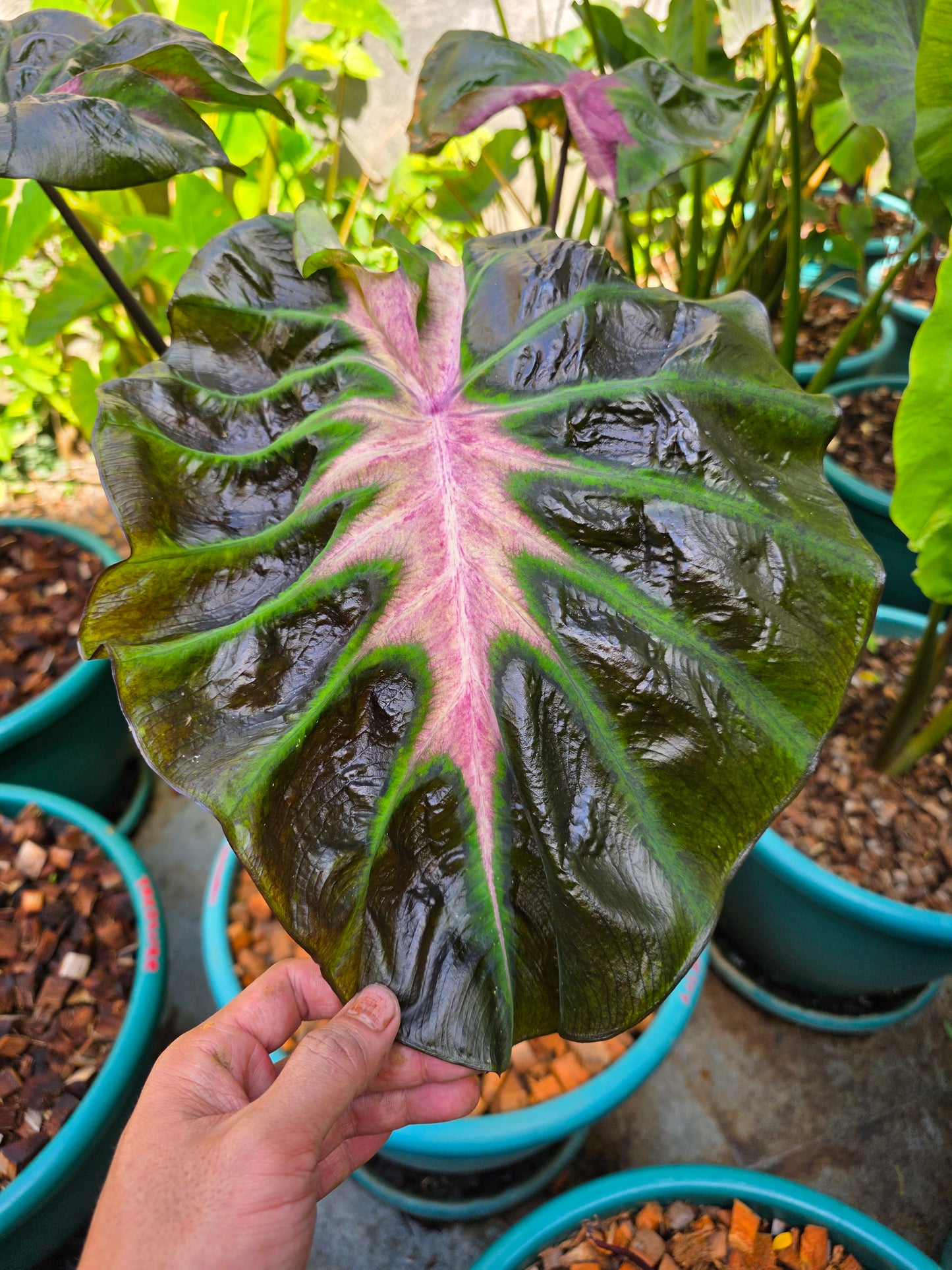 COLOCASIA HER MAJESTY