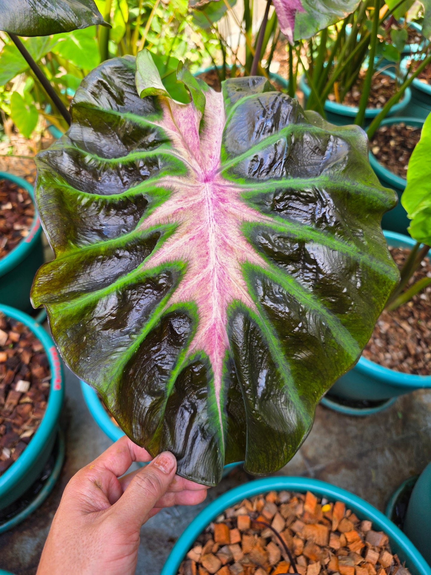 COLOCASIA HER MAJESTY