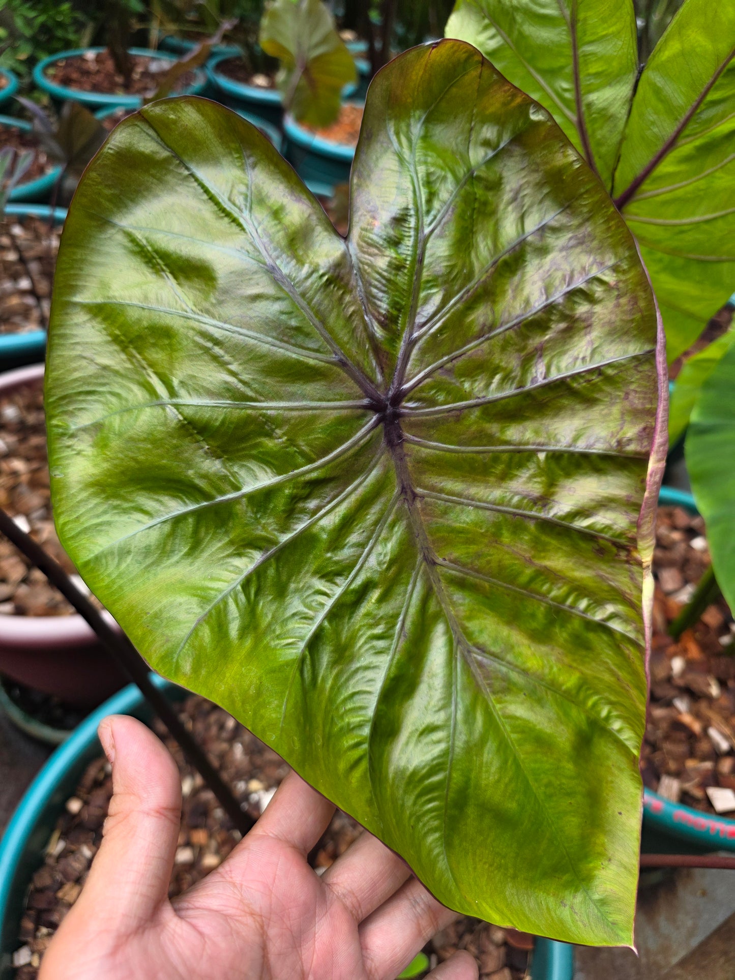 COLOCASIA VICTORY
