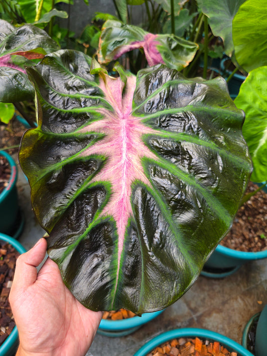COLOCASIA HER MAJESTY
