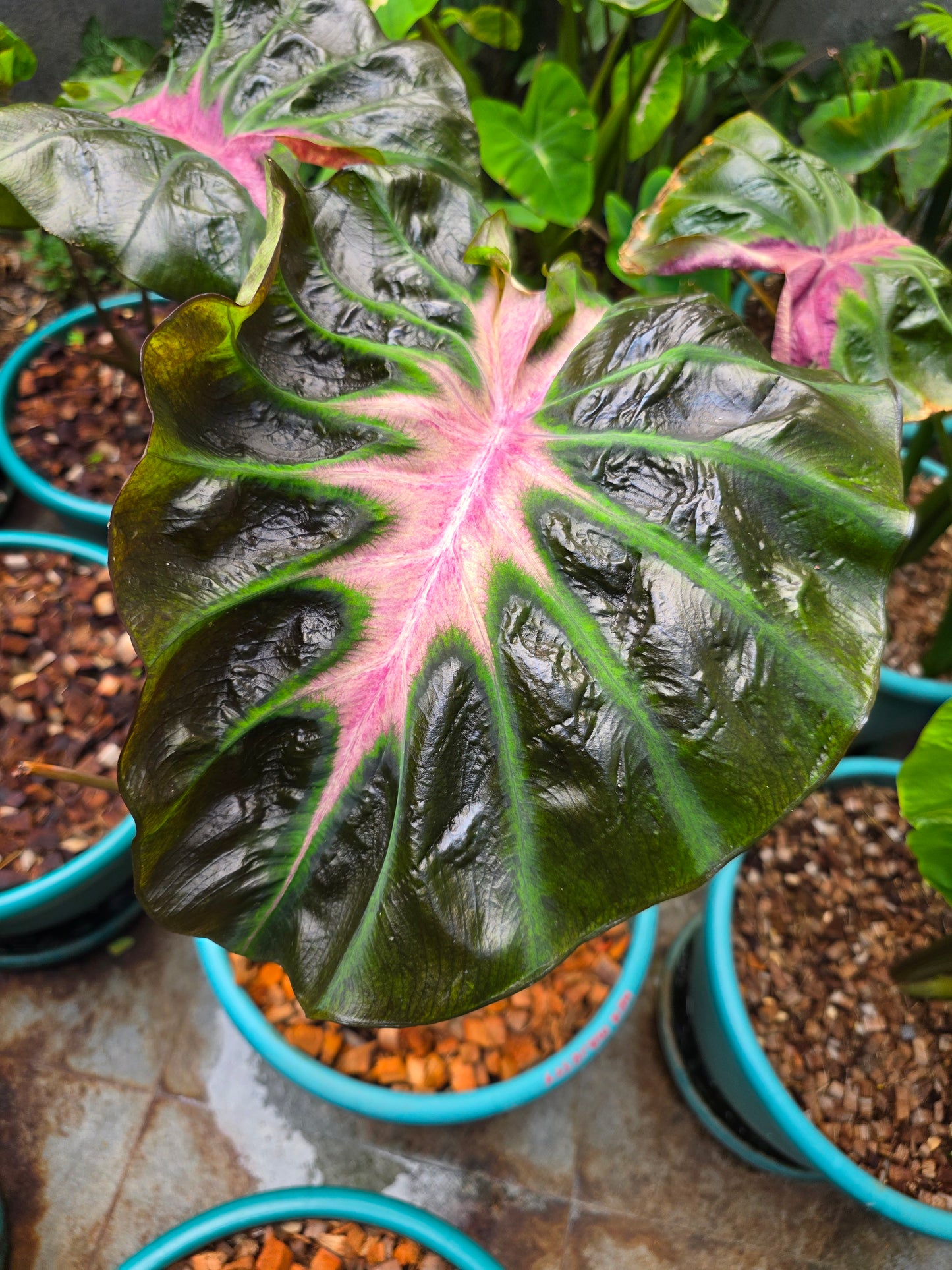 COLOCASIA HER MAJESTY