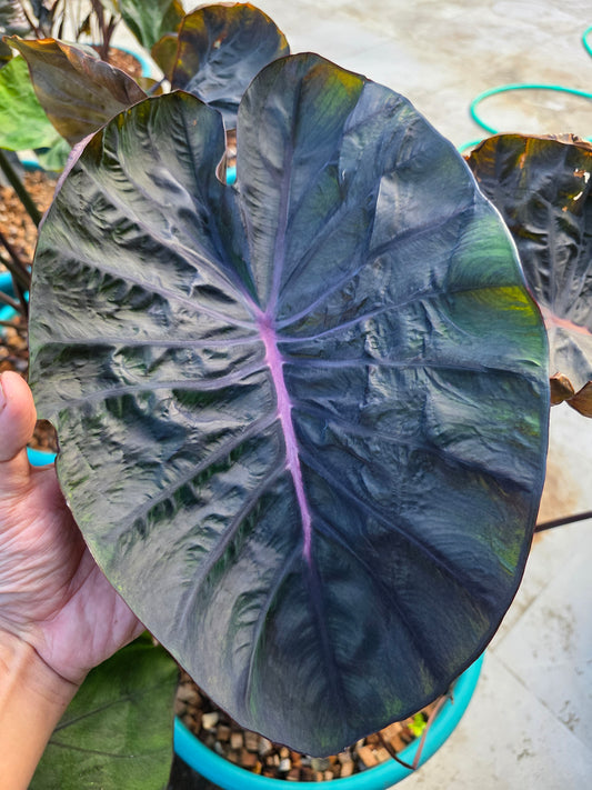 COLOCASIA MEDUSA