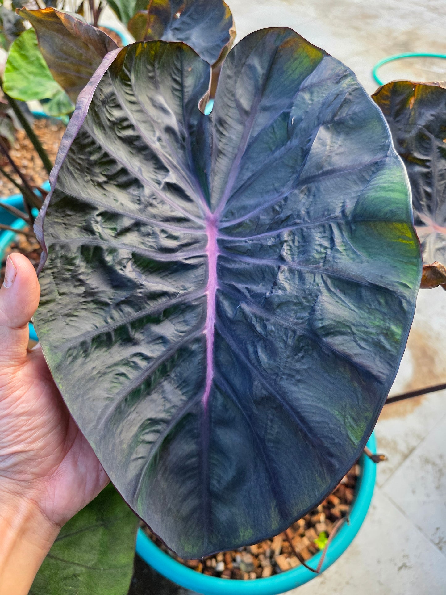 COLOCASIA MEDUSA