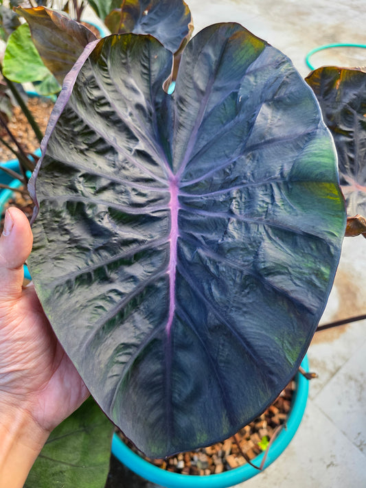 COLOCASIA MEDUSA