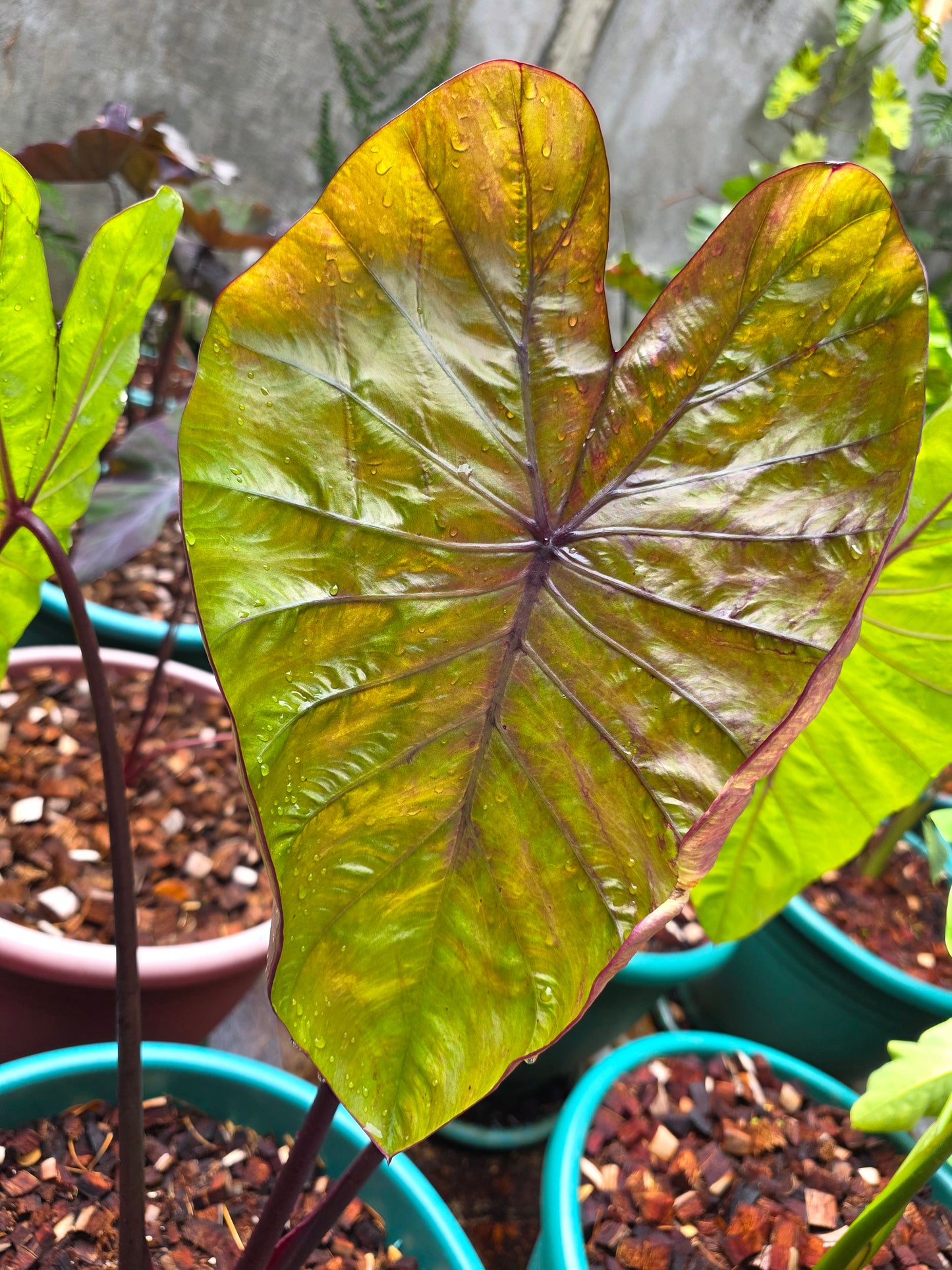COLOCASIA VICTORY