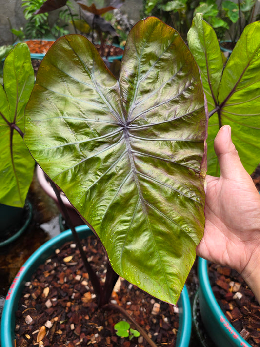 COLOCASIA VICTORY