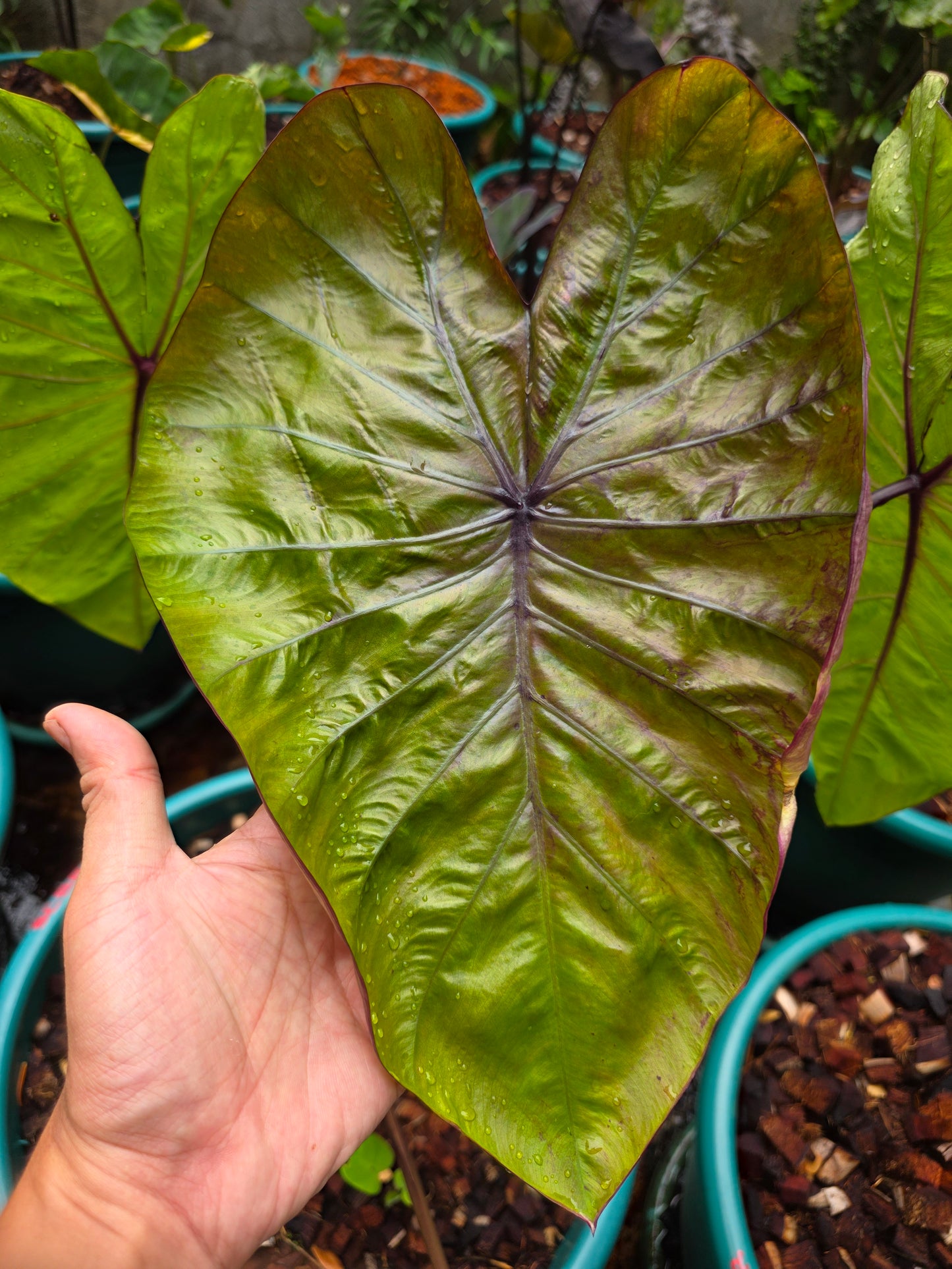 COLOCASIA VICTORY