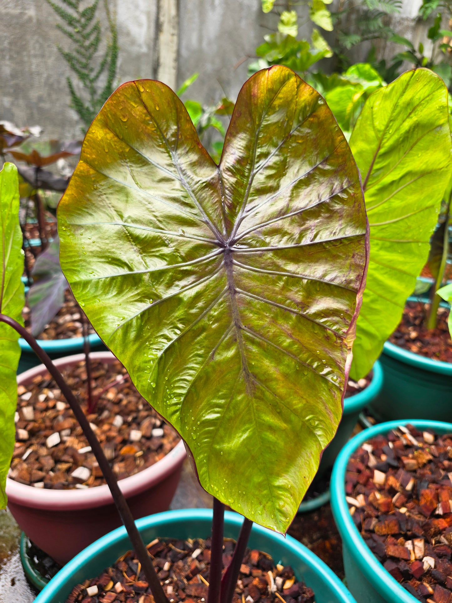 COLOCASIA VICTORY