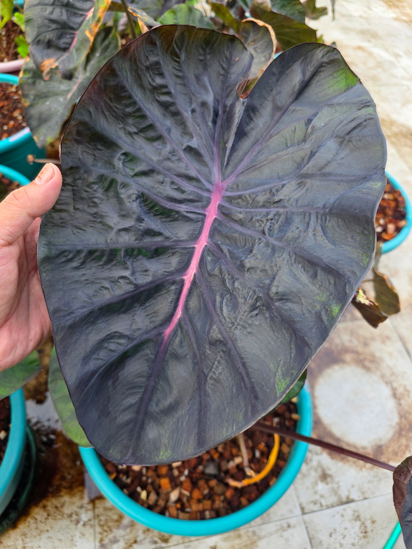 COLOCASIA MEDUSA