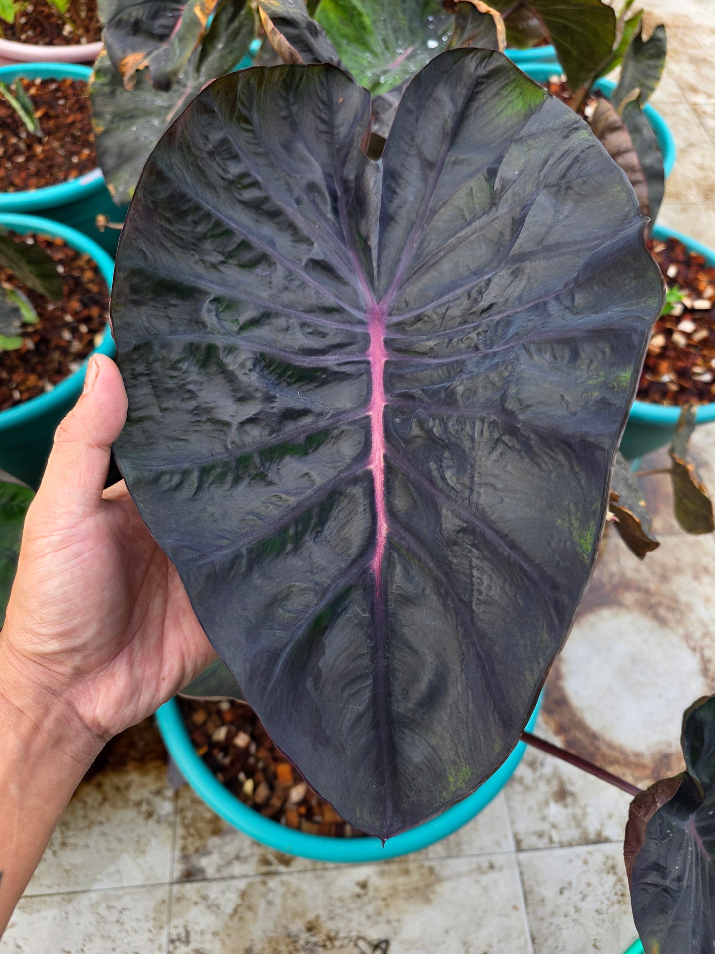 COLOCASIA MEDUSA