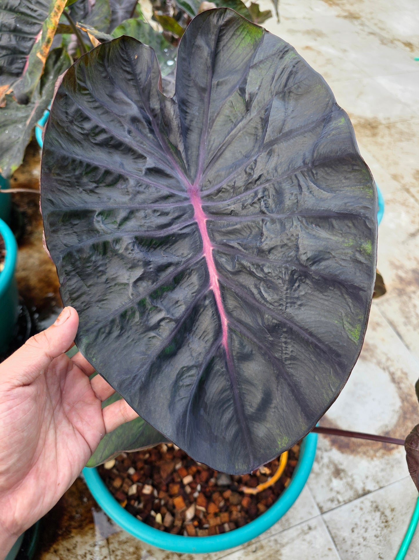 COLOCASIA MEDUSA
