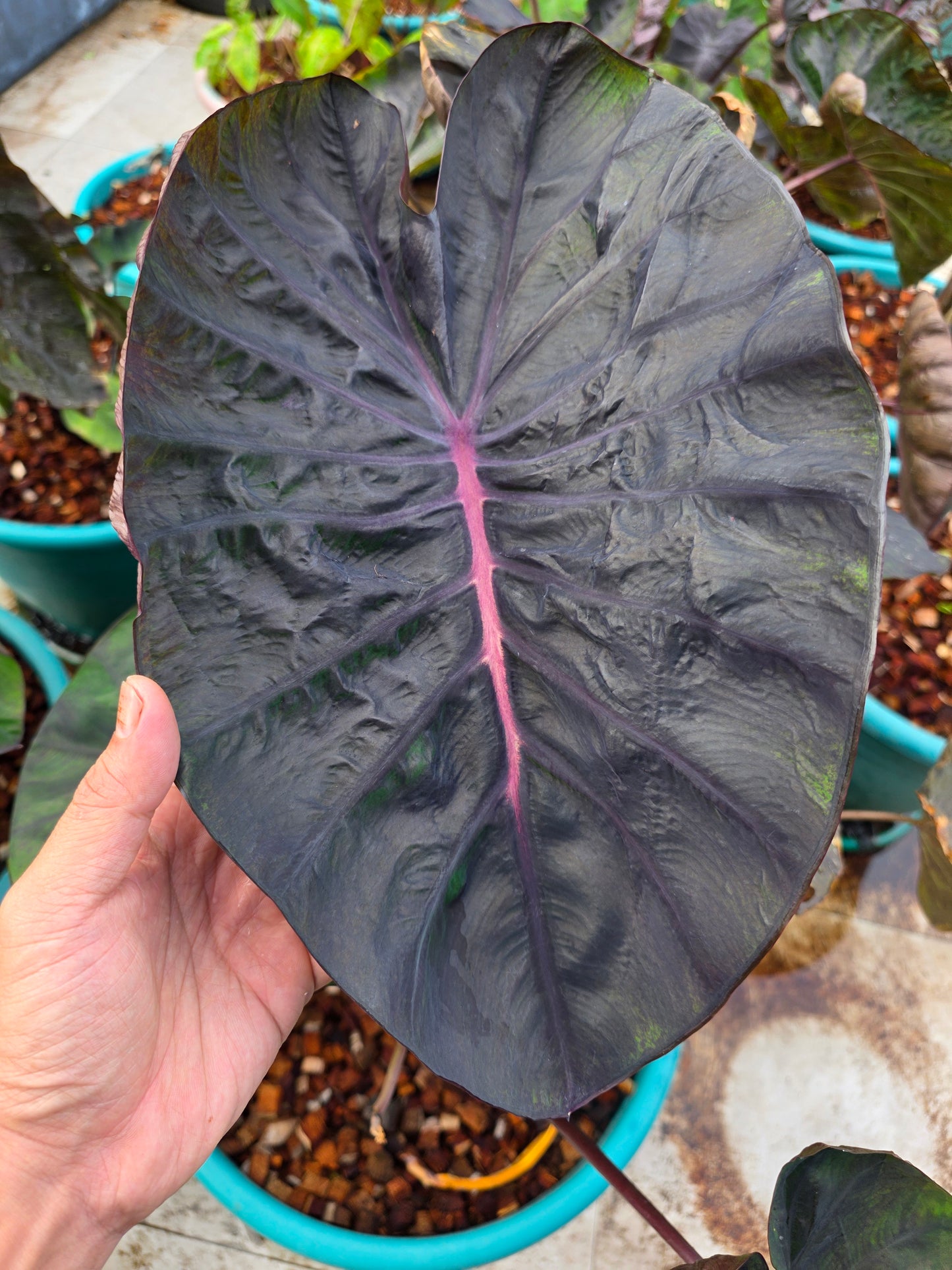 COLOCASIA MEDUSA