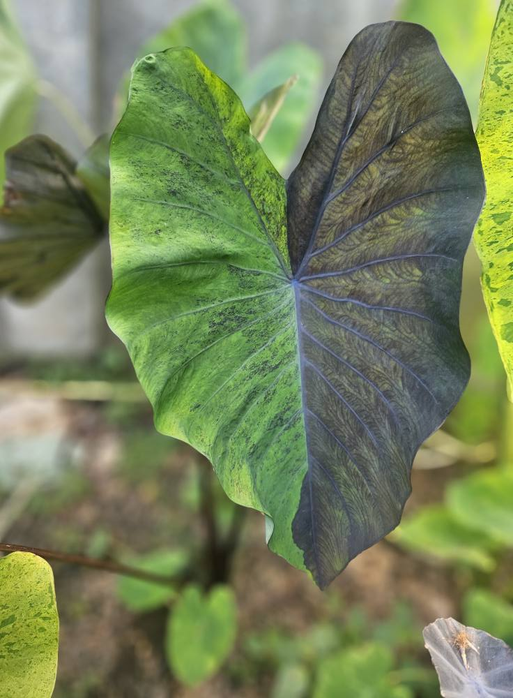 COLOCASIA MEADOWS
