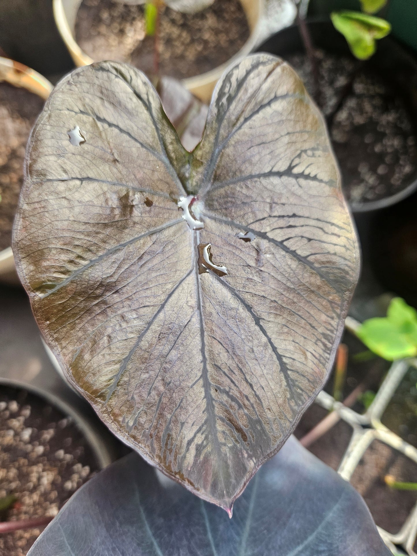 COLOCASIA TREASURE