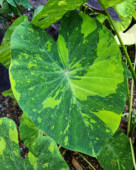 COLOCASIA LIME GECKO