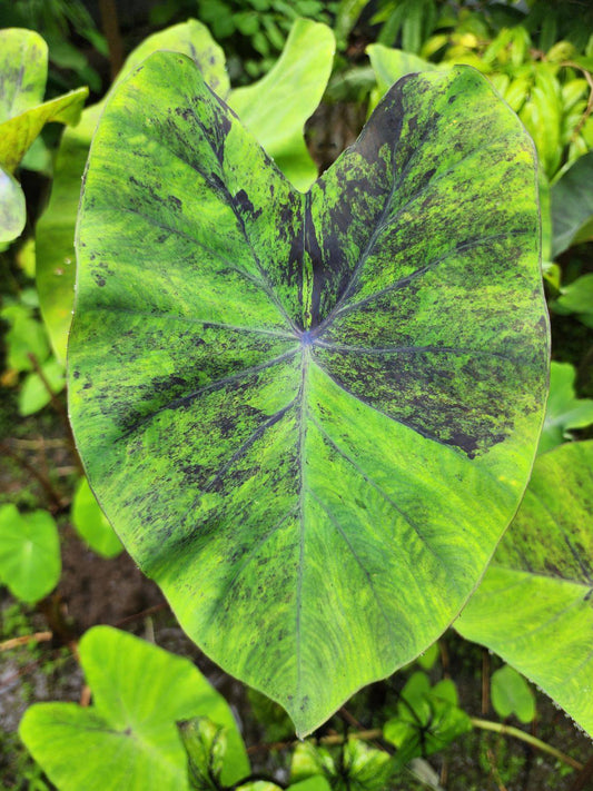 COLOCASIA GREEN NIGHT