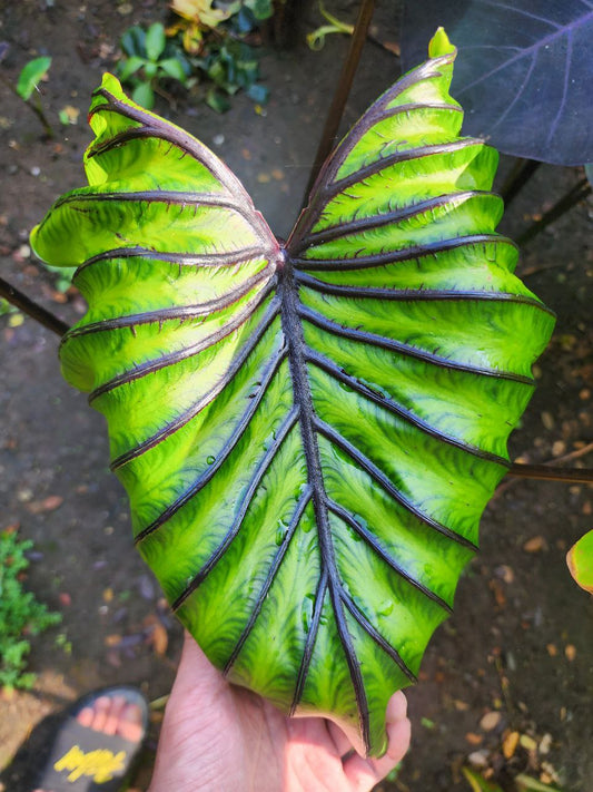 COLOCASIA PHARAOH'S MASK