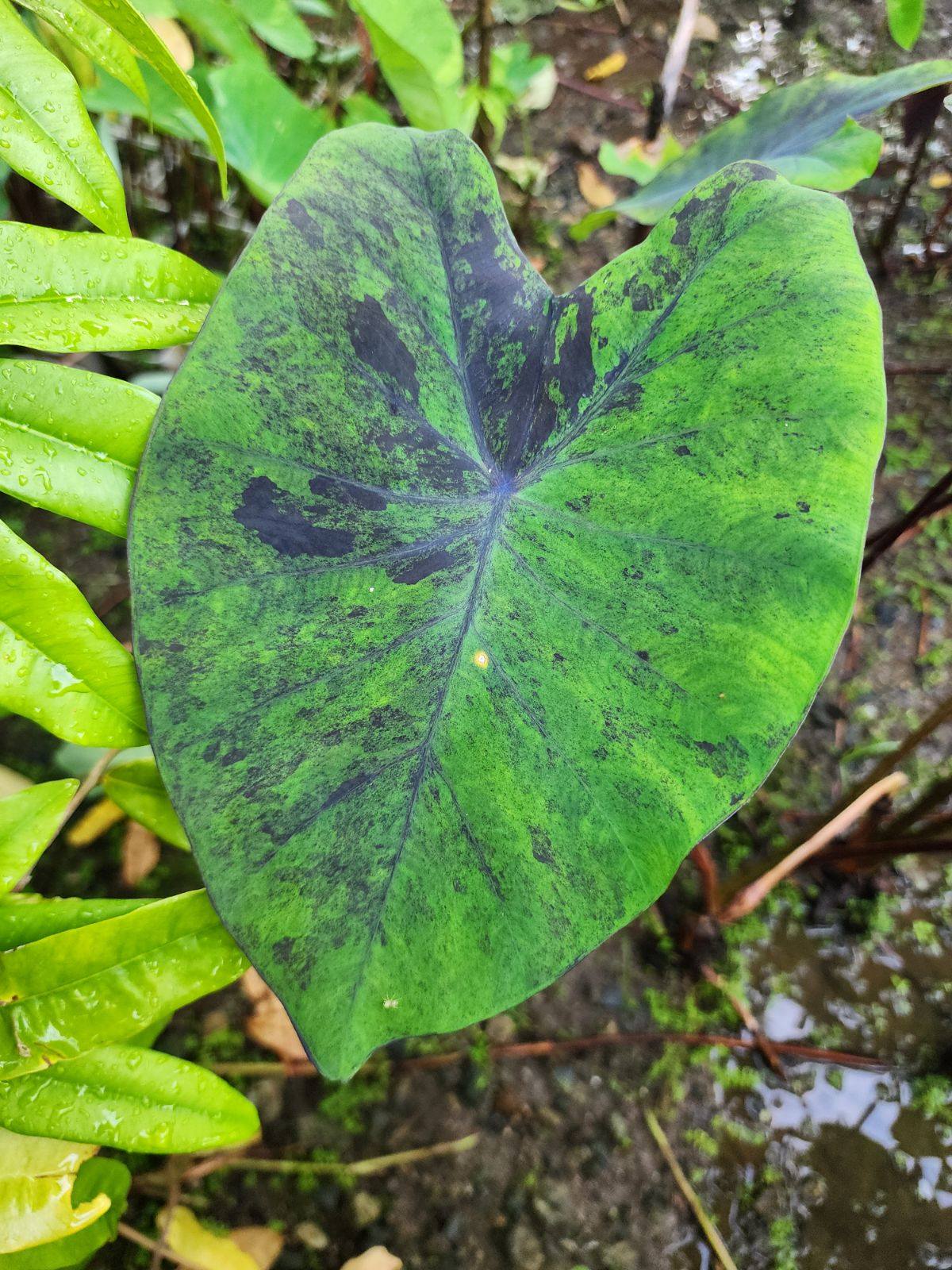 COLOCASIA GREEN NIGHT