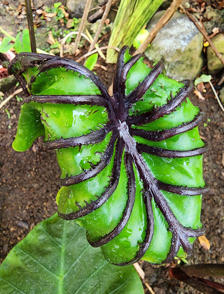 COLOCASIA PHARAOH'S MASK