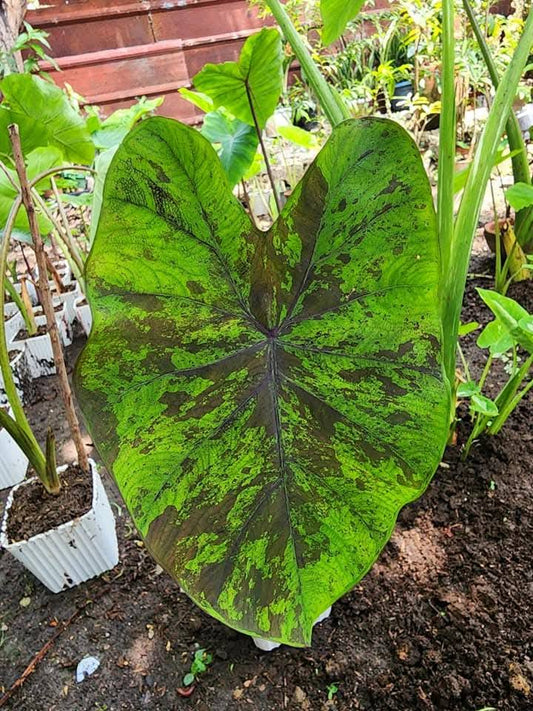 COLOCASIA GREEN NIGHT