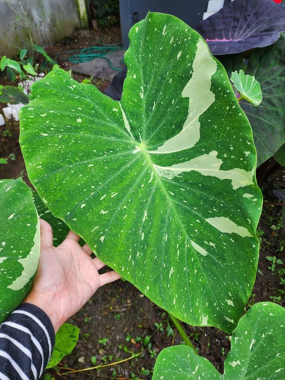 COLOCASIA MILKY WAY